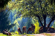 Parcul de animale salbatice Ivo, DN13a Balauseri-Miercurea Ciuc, Foto: Ivoi vadaspark