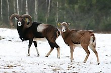 Parcul de animale salbatice Ivo, DN13a Balauseri-Miercurea Ciuc, Foto: Ivoi vadaspark