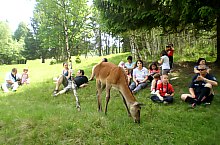 Parcul de animale salbatice Ivo, DN13a Balauseri-Miercurea Ciuc, Foto: Ivoi vadaspark