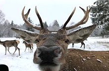 Parcul de animale salbatice Ivo, DN13a Balauseri-Miercurea Ciuc, Foto: Ivoi vadaspark