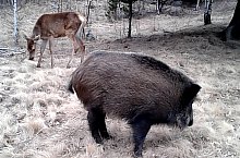 Parcul de animale salbatice Ivo, DN13a Balauseri-Miercurea Ciuc, Foto: Ivoi vadaspark