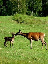 Parcul de animale salbatice Ivo, DN13a Balauseri-Miercurea Ciuc, Foto: Ivoi vadaspark