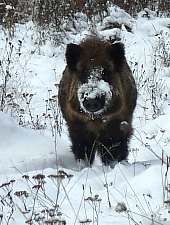 Parcul de animale salbatice Ivo, DN13a Balauseri-Miercurea Ciuc, Foto: Ivoi vadaspark