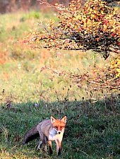 Parcul de animale salbatice Ivo, DN13a Balauseri-Miercurea Ciuc, Foto: Bálint Imre Elemér