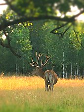 Izvoare: Parcul de animale salbatice Ivo