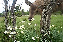 Parcul de animale salbatice Ivo, DN13a Balauseri-Miercurea Ciuc, Foto: Ivoi vadaspark