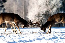 Parcul de animale salbatice Ivo, DN13a Balauseri-Miercurea Ciuc, Foto: Ivoi vadaspark