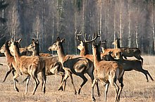 Parcul de animale salbatice Ivo, DN13a Balauseri-Miercurea Ciuc, Foto: Ivoi vadaspark