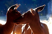 Parcul de animale salbatice Ivo, DN13a Balauseri-Miercurea Ciuc, Foto: Septimiu Bizo