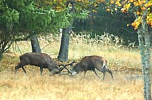 Parcul de animale salbatice Ivo, DN13a Balauseri-Miercurea Ciuc, Foto: Ivoi vadaspark