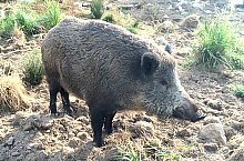 Parcul de animale salbatice Ivo, DN13a Balauseri-Miercurea Ciuc, Foto: Ivoi vadaspark