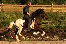 Centrul de echitatie cu cai islandezi Ivo, DN13a Balauseri-Miercurea Ciuc, Foto: Ivoi vadaspark