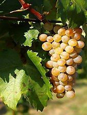 Crama Petry, Calimanesti , Foto: Petry Estate Winery