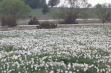 Poiana Narciselor, Vlahita , Foto: Erdélyi Péter