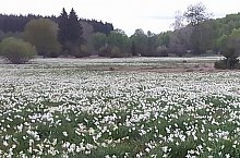 Poiana Narciselor, Vlahita , Foto: Erdélyi Péter