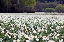 Poiana Narciselor, Vlahita , Foto: Erdélyi Péter