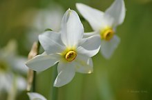 Poiana Narciselor, Vlahita , Foto: Adorján Attila