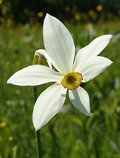 Poiana Narciselor, Vlahita , Foto: Tokos Attila