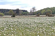 Poiana Narciselor, Vlahita , Foto: Vágner Dóra