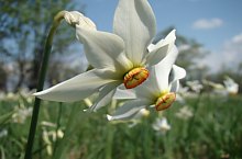 Poiana Narciselor, Vlahita , Foto: Tokos Attila