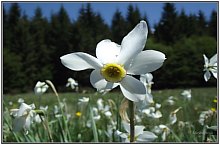 Poiana Narciselor, Vlahita , Foto: Adorján Attila