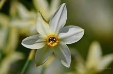 Poiana Narciselor, Vlahita , Foto: Adorján Attila