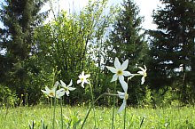 Festivalul Narciselor, Vlahita , Foto: Burus Tibor