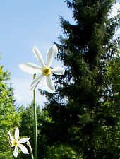 Festivalul Narciselor, Vlahita , Foto: Burus Tibor