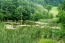 Égerfás tó, Vármező , Fotó: Fábián Alpár