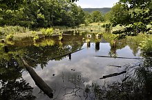 Égerfás tó, Vármező , Fotó: Vajda György