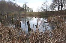 Égerfás tó, Vármező , Fotó: EKE Nagyvárad