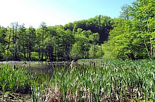 Égerfás tó, Vármező , Fotó: Bajkó Tibor