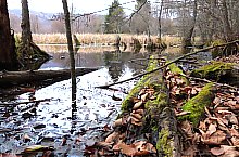 Égerfás tó, Vármező , Fotó: EKE Nagyvárad