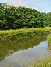 Pisztrángos, Vármező , Fotó: WR