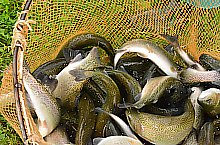 Pisztrángos, Vármező , Fotó: WR