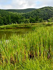 Pisztrángos, Vármező , Fotó: WR