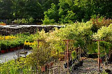 Pisztrángos, Vármező , Fotó: WR