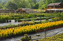 Pisztrángos, Vármező , Fotó: WR