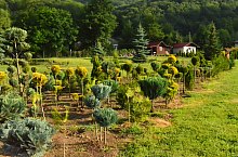 Pisztrángos, Vármező , Fotó: WR