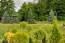 Pisztrángos, Vármező , Fotó: WR