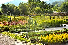 Pisztrángos, Vármező , Fotó: WR