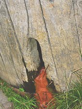 Apa minerala, Capalnita , Foto: WR