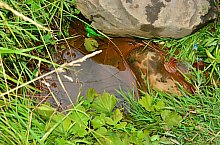 Apa minerala, Capalnita , Foto: WR