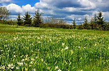 Dealu: Daffodil field