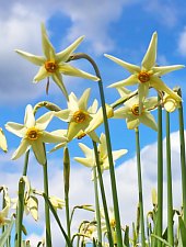 Nárcisz mező, Oroszhegy , Fotó: Fodor István