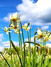 Nárcisz mező, Oroszhegy , Fotó: Fodor István