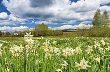 Nárcisz mező, Oroszhegy , Fotó: Fodor István