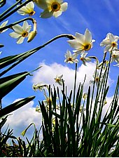 Nárcisz mező, Oroszhegy , Fotó: Csedő Attila