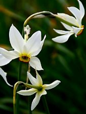 Nárcisz mező, Oroszhegy , Fotó: Csedő Attila