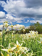 Nárcisz mező, Oroszhegy , Fotó: Fodor István